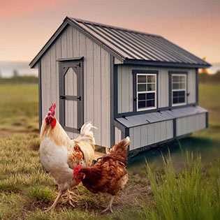 Light gray chicken coop in a field with two chickens in the foreground 